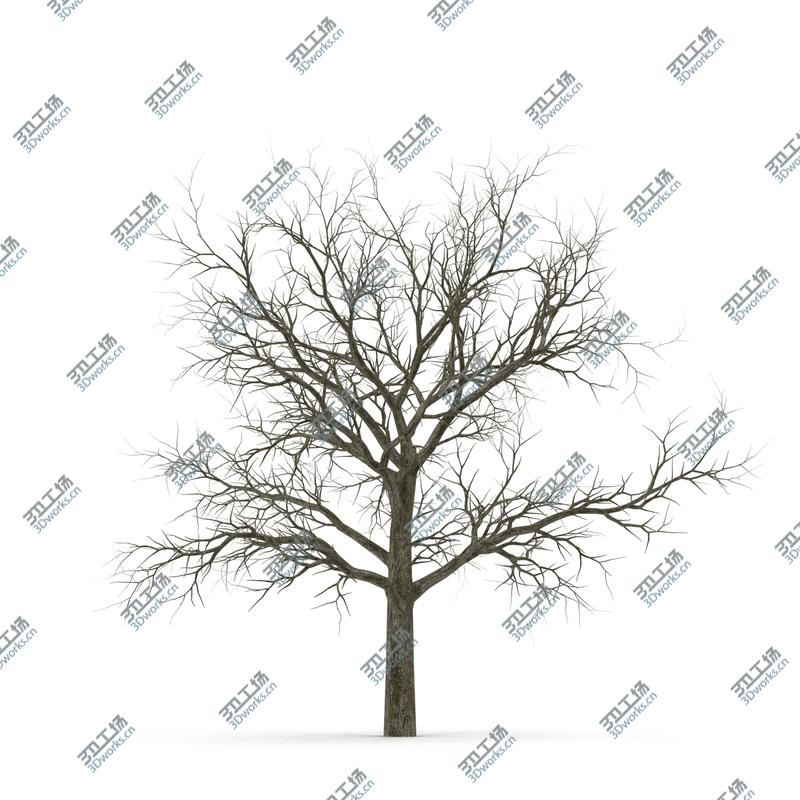 images/goods_img/2021040165/Winter Trees Collection/4.jpg